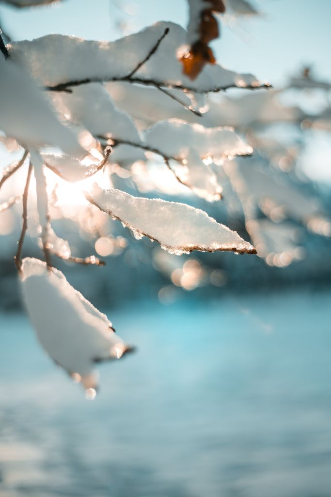 Snow Drop Snow Drop